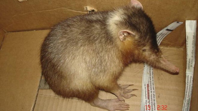 Rare mammal DR.jpg